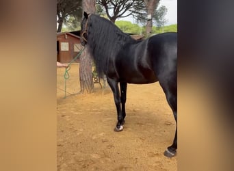 Andalusier, Hengst, 8 Jahre, 169 cm