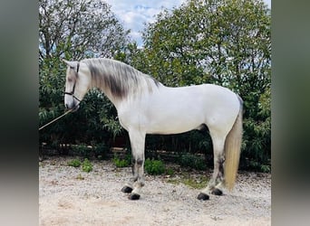 Andalusier, Hengst, 8 Jahre, 177 cm, Schimmel