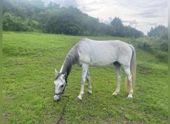 Andalusier, Hengst, 8 Jahre, White