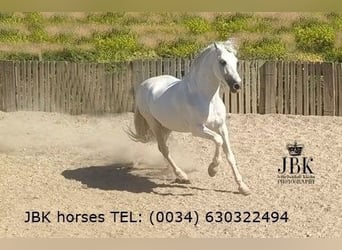 Andalusiër, Hengst, 9 Jaar, 162 cm, Schimmel