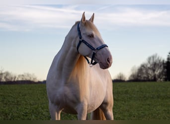 Andalusier, Hengst, 9 Jahre, 156 cm, Cremello