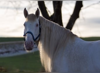 Andalusier, Hengst, 9 Jahre, 156 cm, Cremello