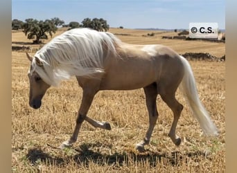 Andalusier, Hengst, 9 Jahre, 167 cm, Palomino