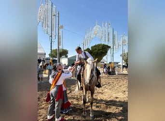 Andalusier, Hengst, 9 Jahre, 167 cm, Palomino