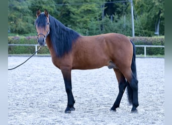 Andalusier, Hengst, 9 Jahre, 173 cm, Brauner