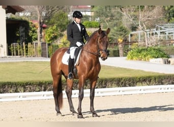 Andalusier, Hengst, 9 Jahre, Rotbrauner