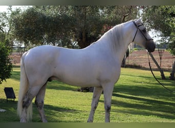 Andalusiër, Hengst, 7 Jaar