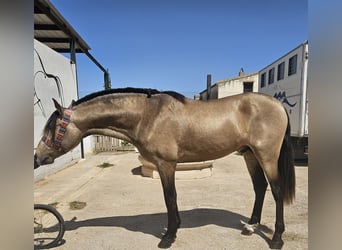 Andalusier, Hengst, 3 Jahre, Falbe