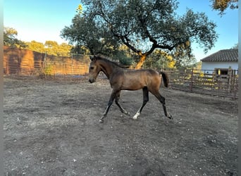 Andalusier, Hengst, Fohlen (05/2023), 156 cm, Buckskin