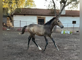 Andalusier, Hengst, Fohlen (05/2023), 156 cm, Buckskin