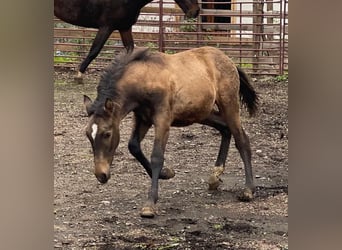 Andalusier, Hengst, Fohlen (05/2023), 156 cm, Buckskin
