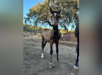 Andalusier, Hengst, Fohlen (05/2023), 156 cm, Buckskin
