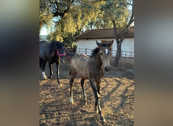 Andalusier, Hengst, Fohlen (05/2023), 156 cm, Buckskin