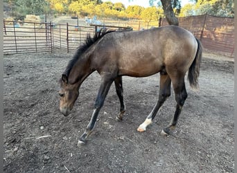 Andalusier, Hengst, Fohlen (05/2023), 156 cm, Buckskin