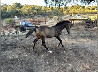 Andalusier, Hengst, Fohlen (05/2023), 156 cm, Buckskin