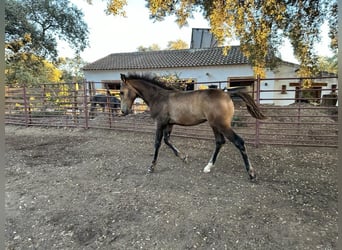 Andalusier, Hengst, Fohlen (05/2023), 156 cm, Buckskin