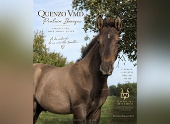 Andalusier Mix, Hengst, Fohlen (05/2026), 160 cm, Rappe