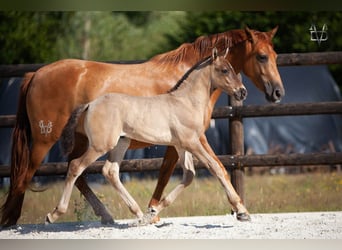 Andalusier Mix, Hengst, Fohlen (05/2026), 160 cm, Rappe