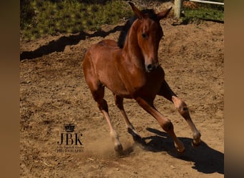 Andalusier Mix, Hengst, , 163 cm, Brauner