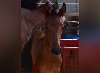 Andalusier Mix, Hengst, , 163 cm, Brauner