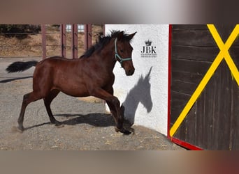 Andalusier Mix, Hengst, Fohlen (04/2025), 163 cm, Brauner