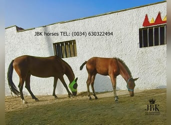 Andalusier, Hengst, Fohlen (04/2025), 164 cm, Brauner