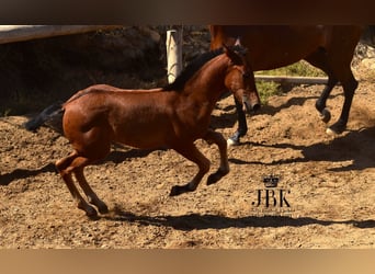 Andalusier, Hengst, Fohlen (04/2025), 164 cm, Brauner