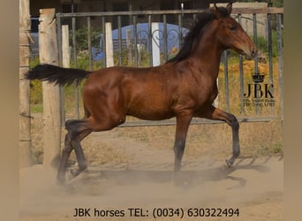Andalusier, Hengst, , 164 cm, Brauner