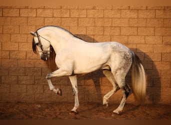 Andalusier, Hengst, 13 Jahre, 163 cm, Schimmel
