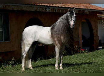 Andalusiër, Hengst, 13 Jaar, 163 cm, Schimmel