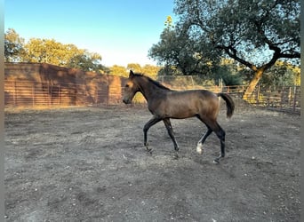 Andalusiër, Hengst, veulen (05/2023), 156 cm, Buckskin