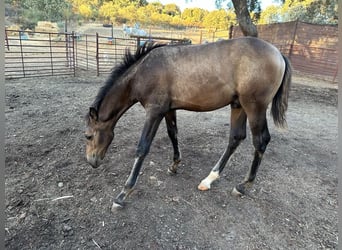 Andalusiër, Hengst, veulen (05/2023), 156 cm, Buckskin