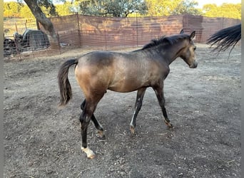 Andalusiër, Hengst, veulen (05/2023), 156 cm, Buckskin