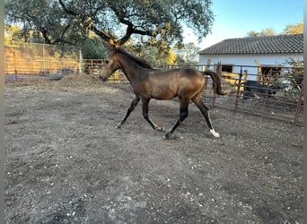 Andalusiër, Hengst, veulen (05/2023), 156 cm, Buckskin