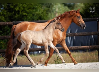 Andalusiër Mix, Hengst, Veulen (05/2026), 160 cm, Zwart