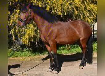 Andalusiër, Hengst, , 163 cm, Bruin