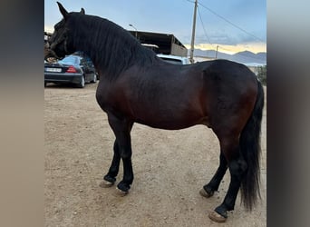 Andalusiër, Hengst, , 163 cm, Bruin