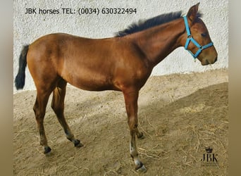 Andalusiër, Hengst, Veulen (04/2025), 164 cm, Bruin
