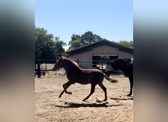 Andalusiër, Hengst, Veulen (02/2025), Donkere-vos
