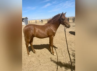 Andalusiër, Hengst, Veulen (02/2025), Donkere-vos