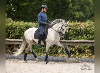 Andalusier, Hingst, 10 år, 160 cm, Grå-flugskimmel