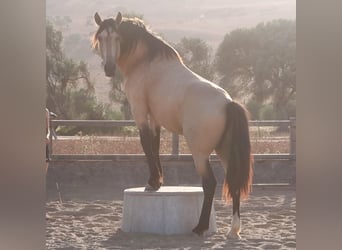 Andalusier, Hingst, 10 år, 168 cm, Gulbrun