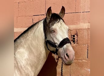 Andalusier, Hingst, 11 år, 148 cm, Champagne