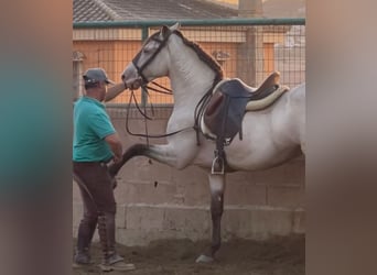 Andalusier, Hingst, 11 år, 148 cm, Champagne