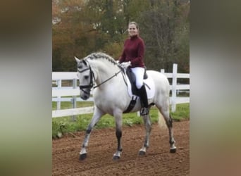Andalusier, Hingst, 12 år, 157 cm, Grå