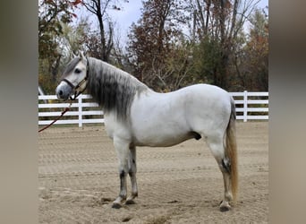 Andalusier, Hingst, 12 år, 157 cm, Grå