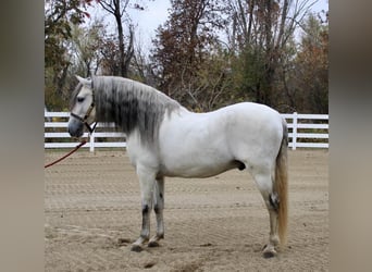 Andalusier, Hingst, 12 år, 157 cm, Grå