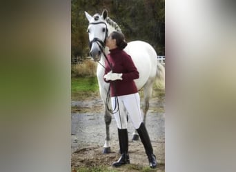 Andalusier, Hingst, 12 år, 157 cm, Grå