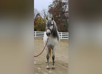 Andalusier, Hingst, 12 år, 157 cm, Grå