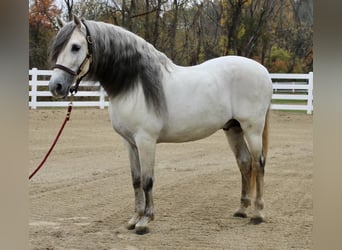 Andalusier, Hingst, 12 år, 157 cm, Grå